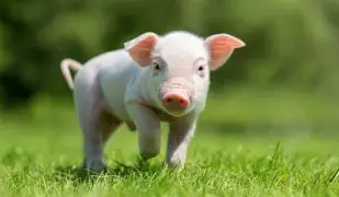 baby pig