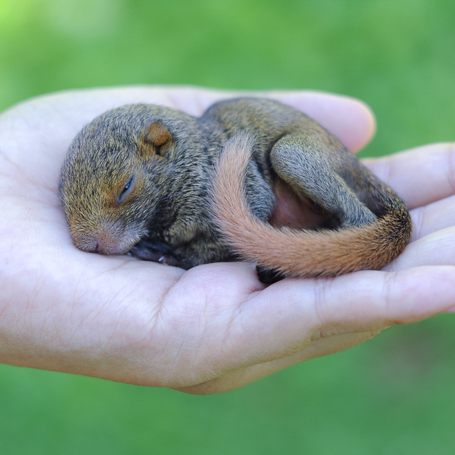baby squirrel