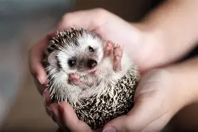 hedgehog