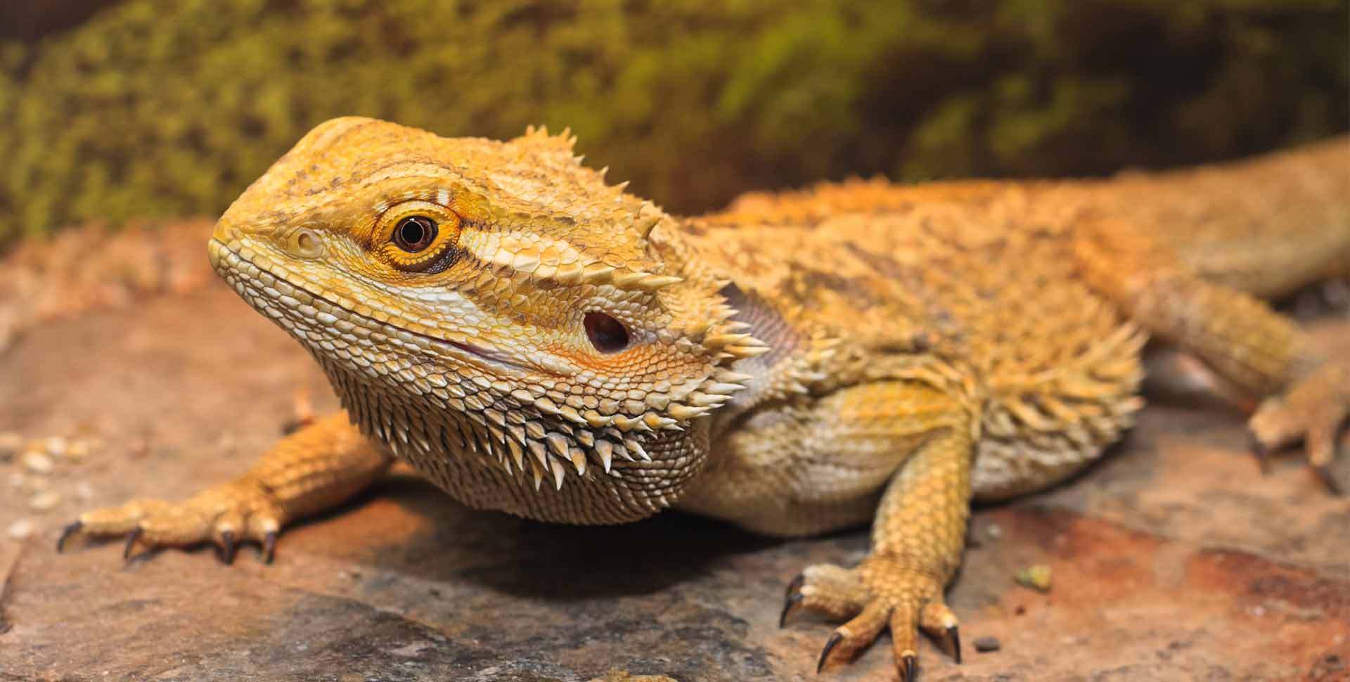 bearded dragon