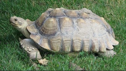 tortoise pyramiding