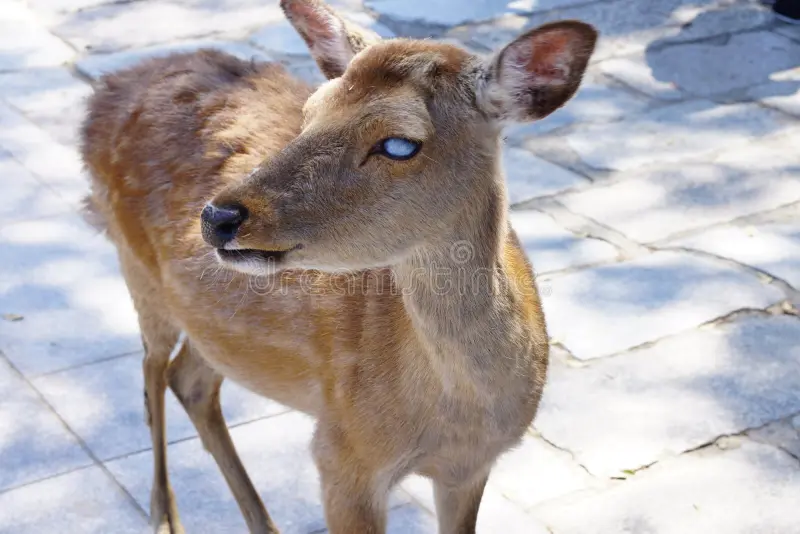 blind deer