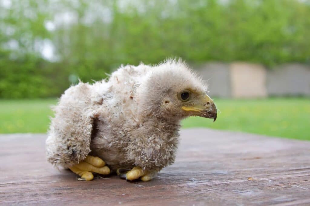 rescued baby hawk
