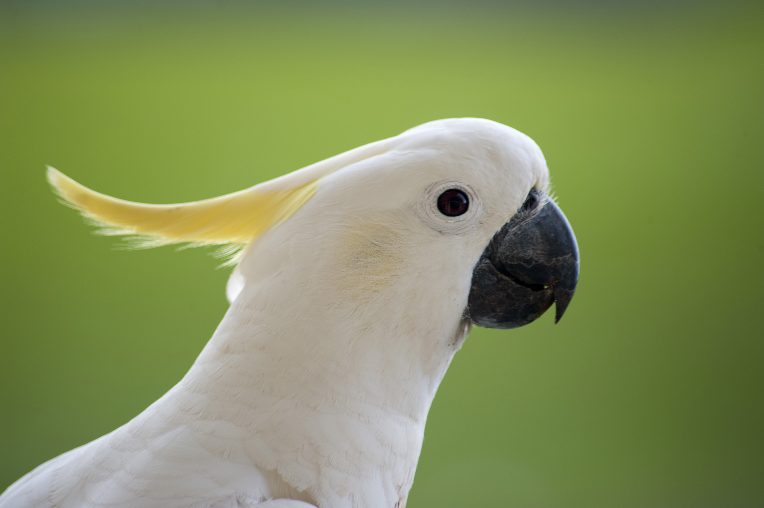 cockatoo