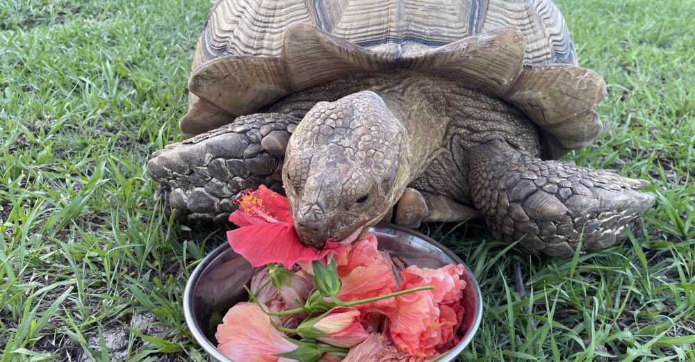 tortoise eating vegetation
